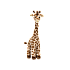 Jellycat Dara Giraffe 达拉长颈鹿可爱毛绒玩具 DAR2G 高56cm x 宽14cm